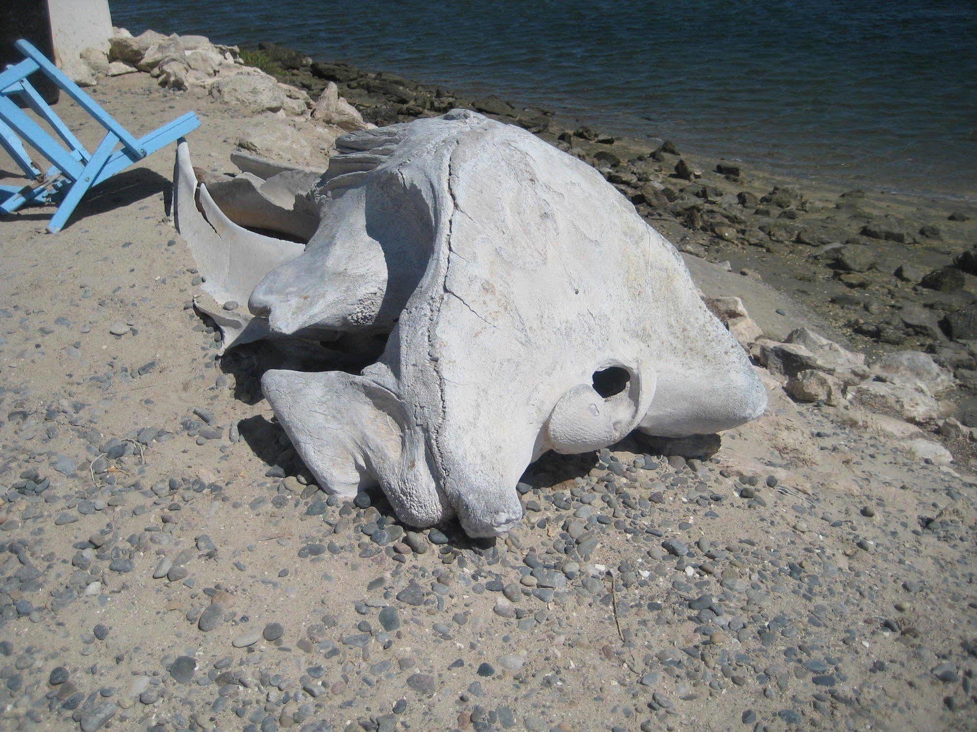 The Halfway Inn Guerrero Negro Εξωτερικό φωτογραφία
